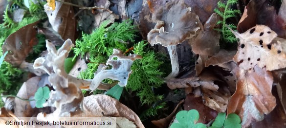 Craterellus sinuosus