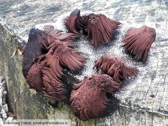 Stemonitis fusca