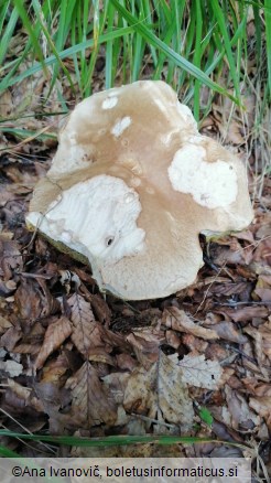 Boletus reticulatus