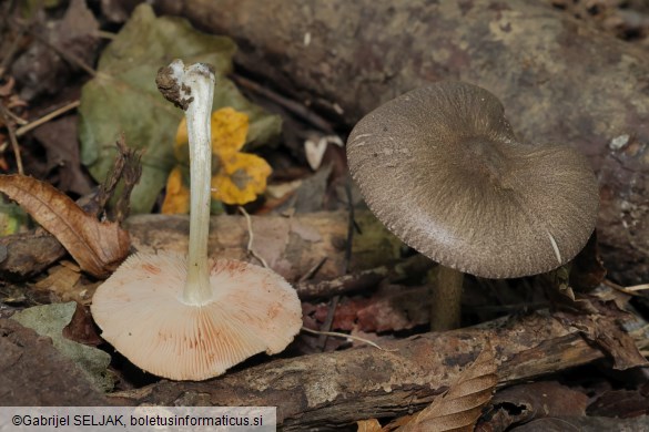 Pluteus ephebeus
