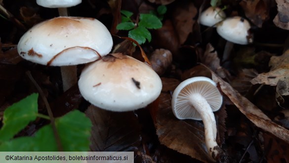 Hygrophorus lindtneri