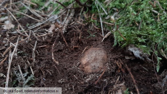 Elaphomyces granulatus