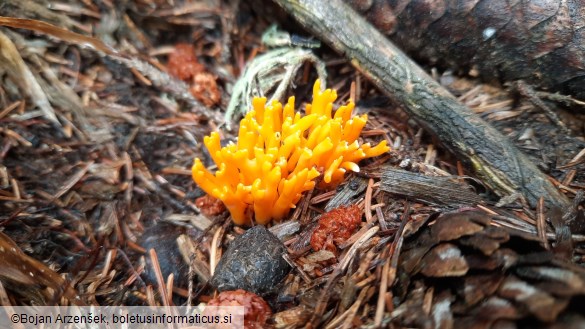 Calocera viscosa