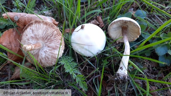 Leucoagaricus leucothites