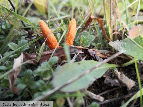 Cordyceps militaris