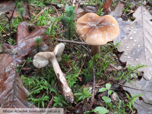 Tricholoma fucatum