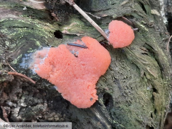 Tubifera ferruginosa