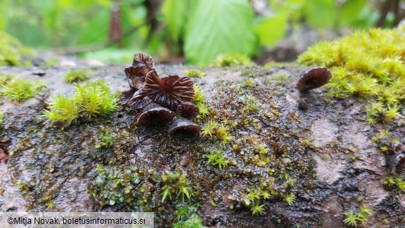 Resupinatus alboniger