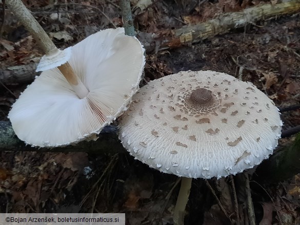 Macrolepiota procera