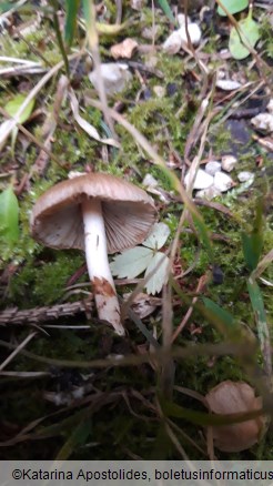 Inocybe