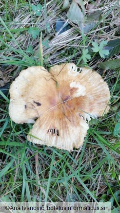 Russula grata