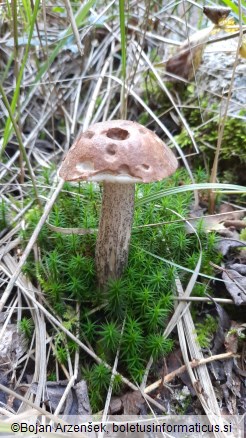 Leccinum scabrum