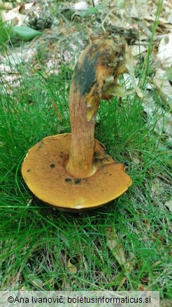 Boletus erythropus