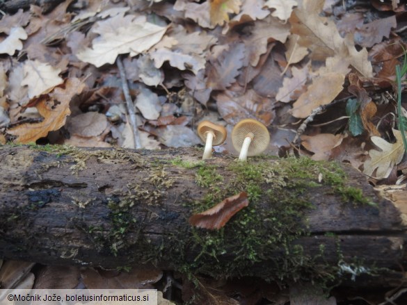 Galerina marginata