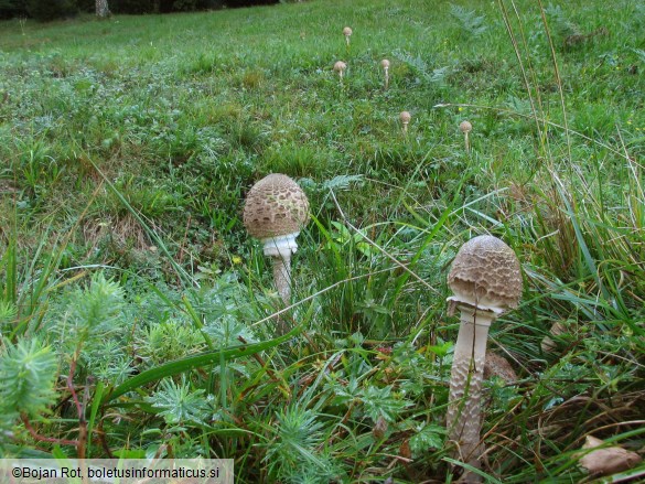 Macrolepiota procera