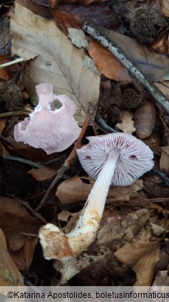 Mycena rosea