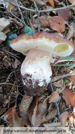 Boletus edulis