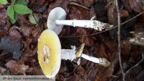 Amanita gemmata