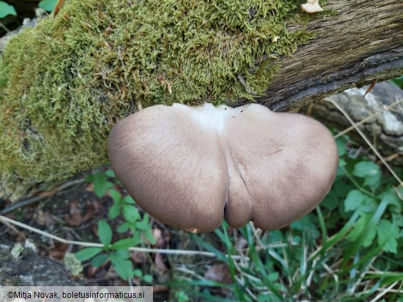 Pleurotus ostreatus