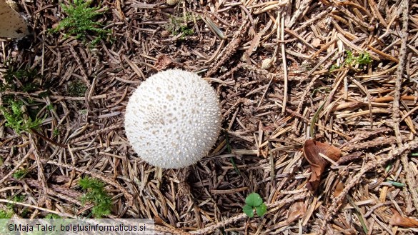 Lycoperdon perlatum