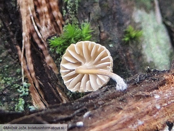 Mycena juniperina