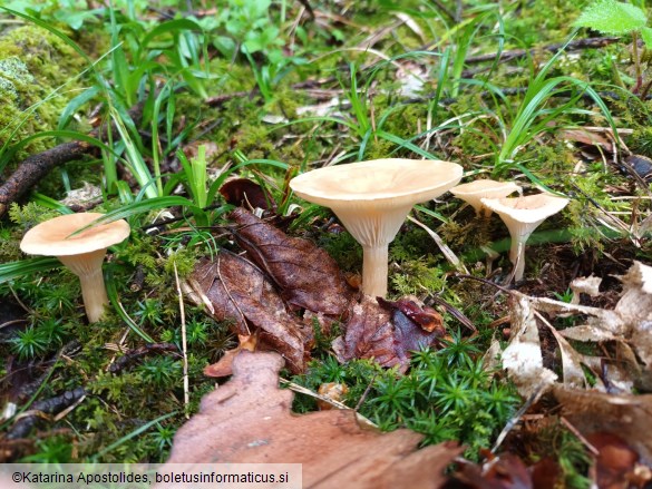 Clitocybe gibba