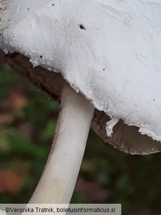 Leucocoprinus cretaceus