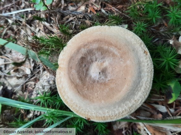 Paxillus involutus