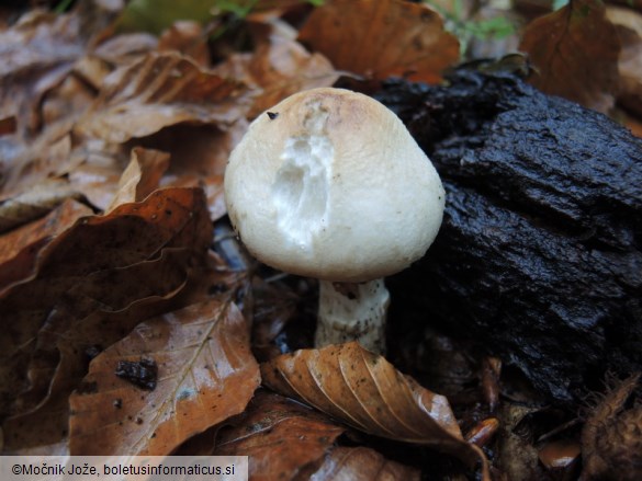 Lepiota ignivolvata