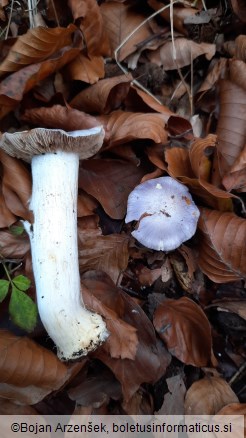 Cortinarius caerulescens