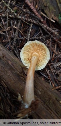 Gymnopilus penetrans