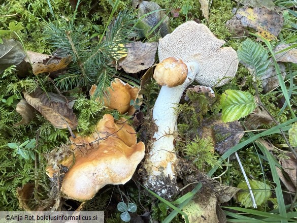 Hydnum rufescens