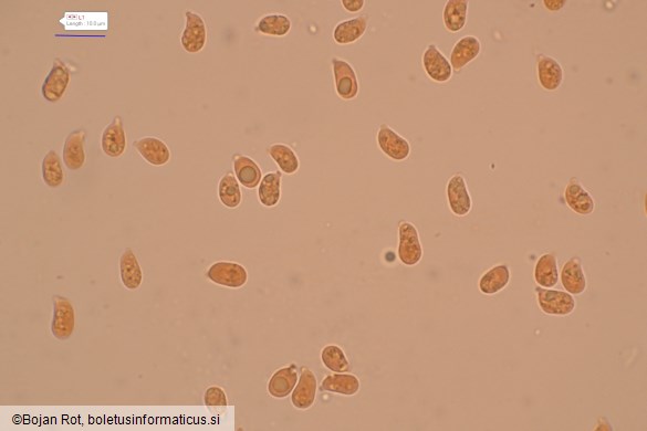 Cuphophyllus fornicatus