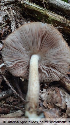 Pluteus cervinus