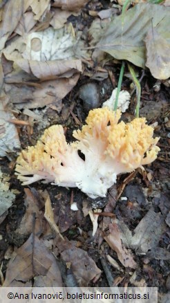 Ramaria formosa