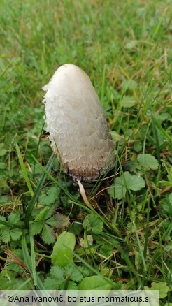 Coprinus comatus