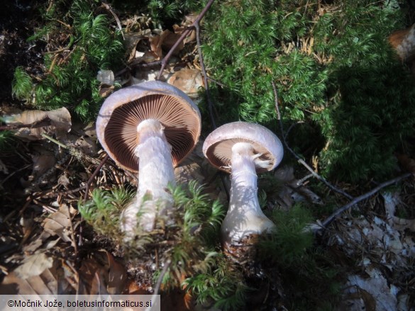 Cortinarius traganus