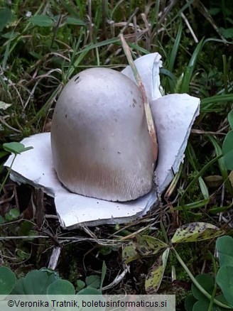 Amanita submembranacea