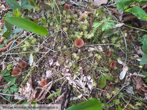 Dumontinia tuberosa