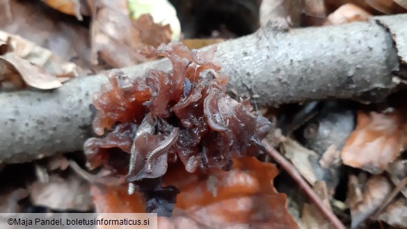 Tremella foliacea