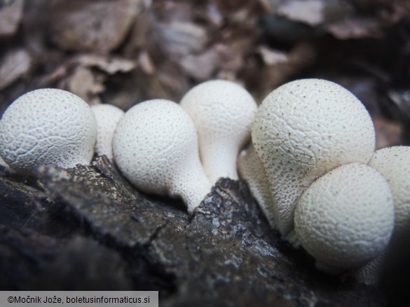 Lycoperdon pyriforme