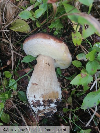 Boletus edulis
