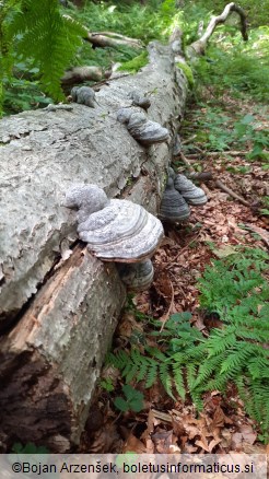 Fomes fomentarius