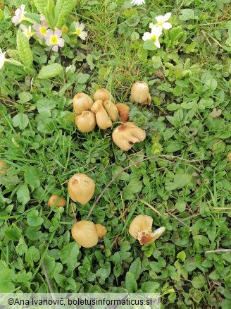 Coprinellus micaceus