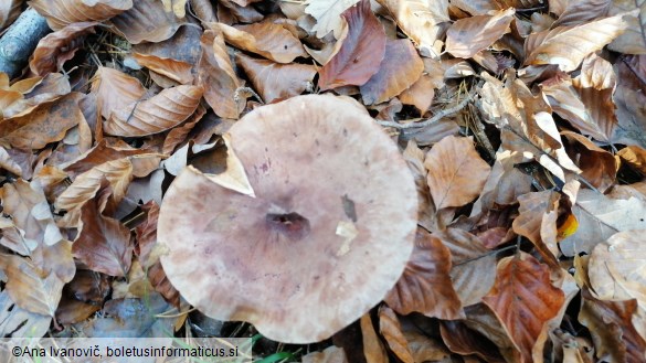 Tricholoma terreum