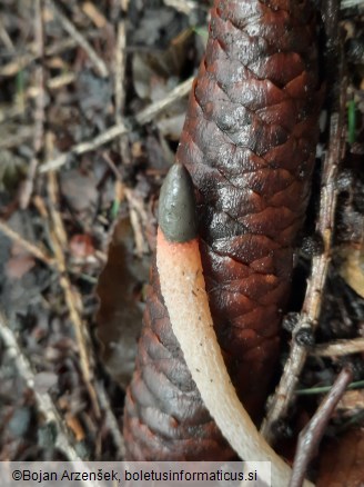Mutinus caninus