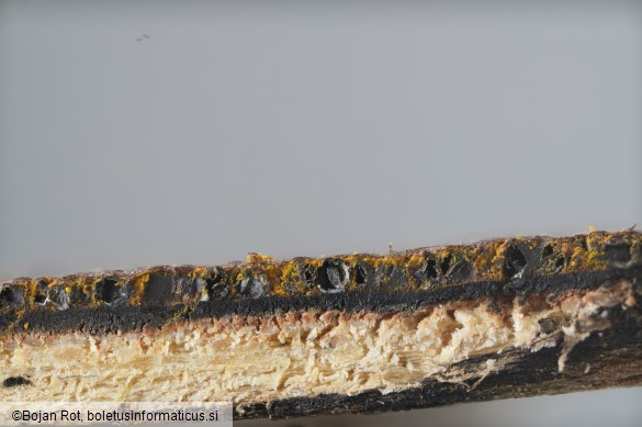 Hypoxylon petriniae