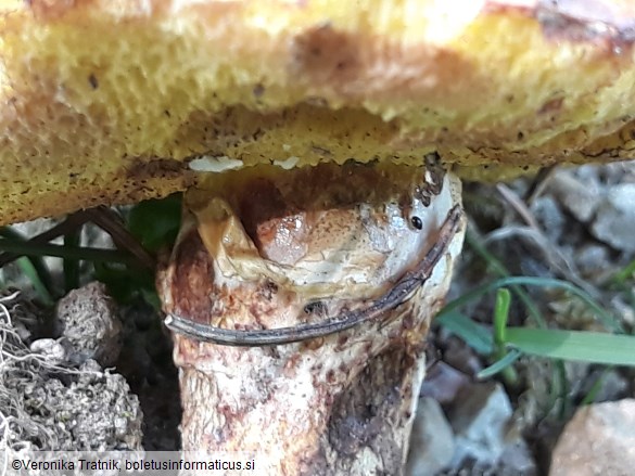 Suillus grevillei