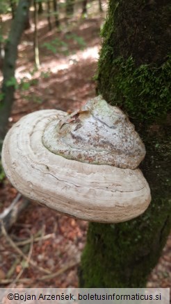 Fomes fomentarius