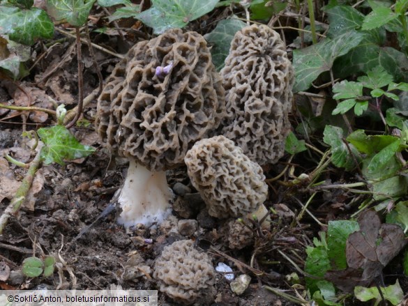 Morchella vulgaris